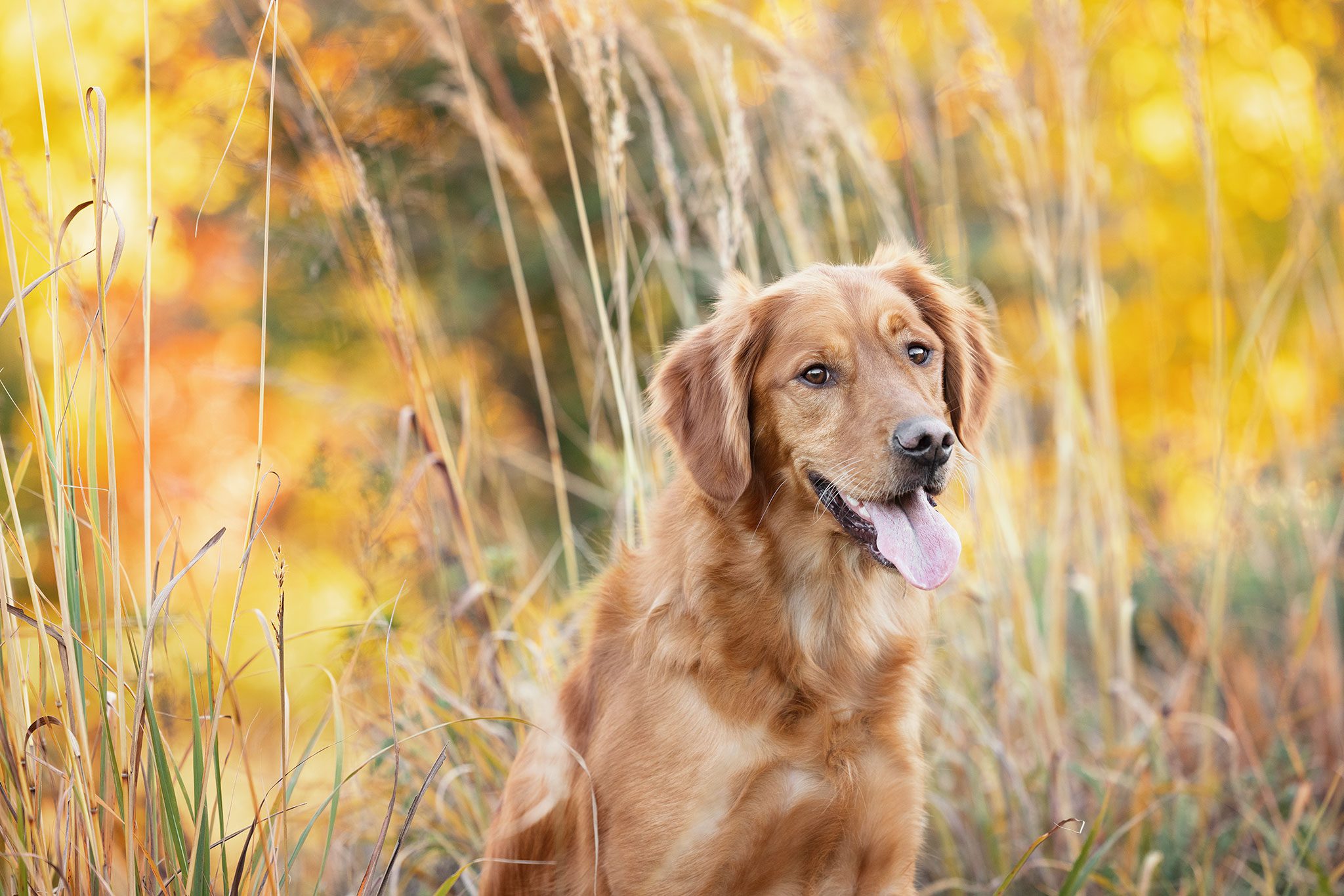 outdoor portrait of a dog sitting in tall grasses in the fall warm colors in Oakdale mn