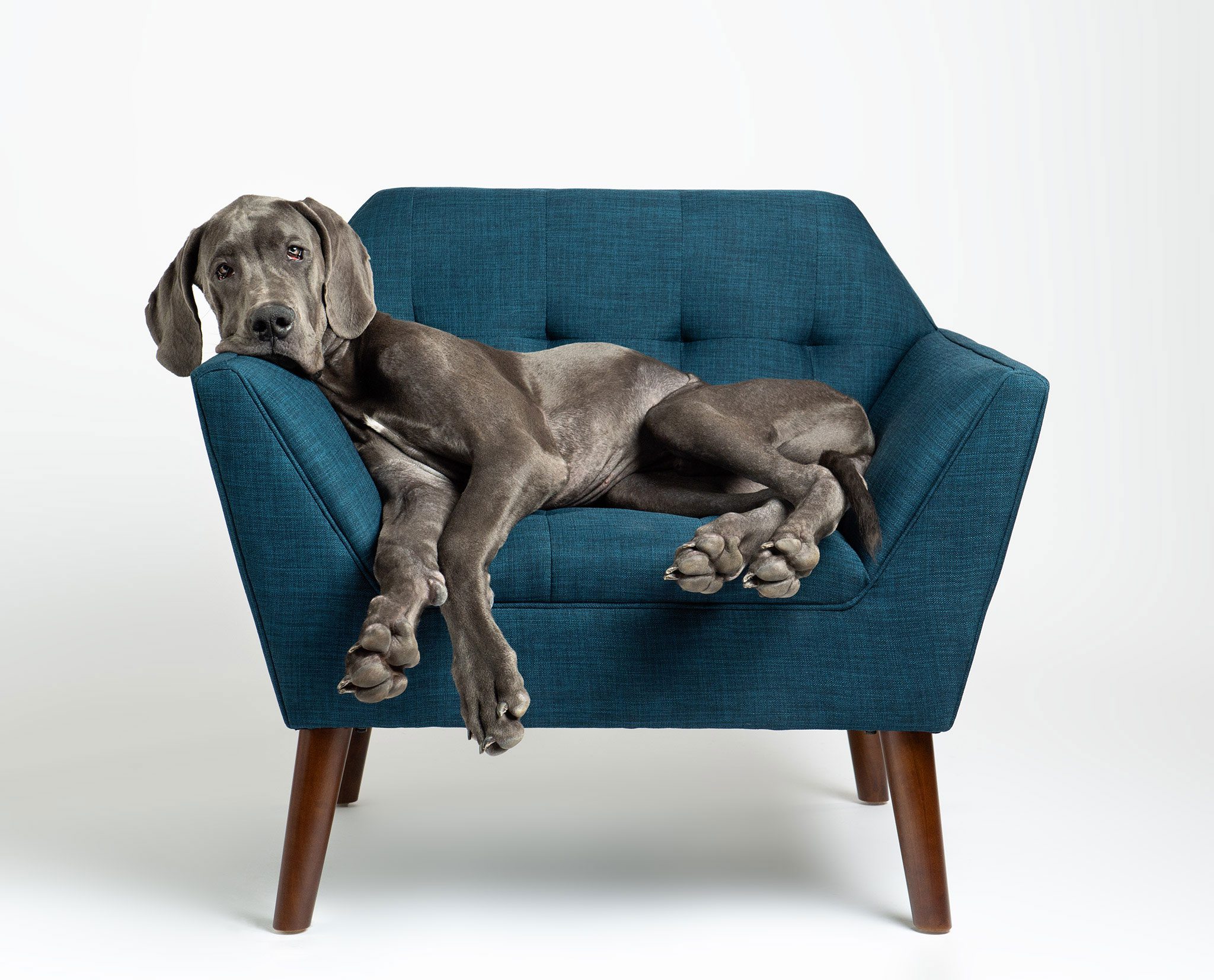great dane puppy on a blue chair in the studio on a white background