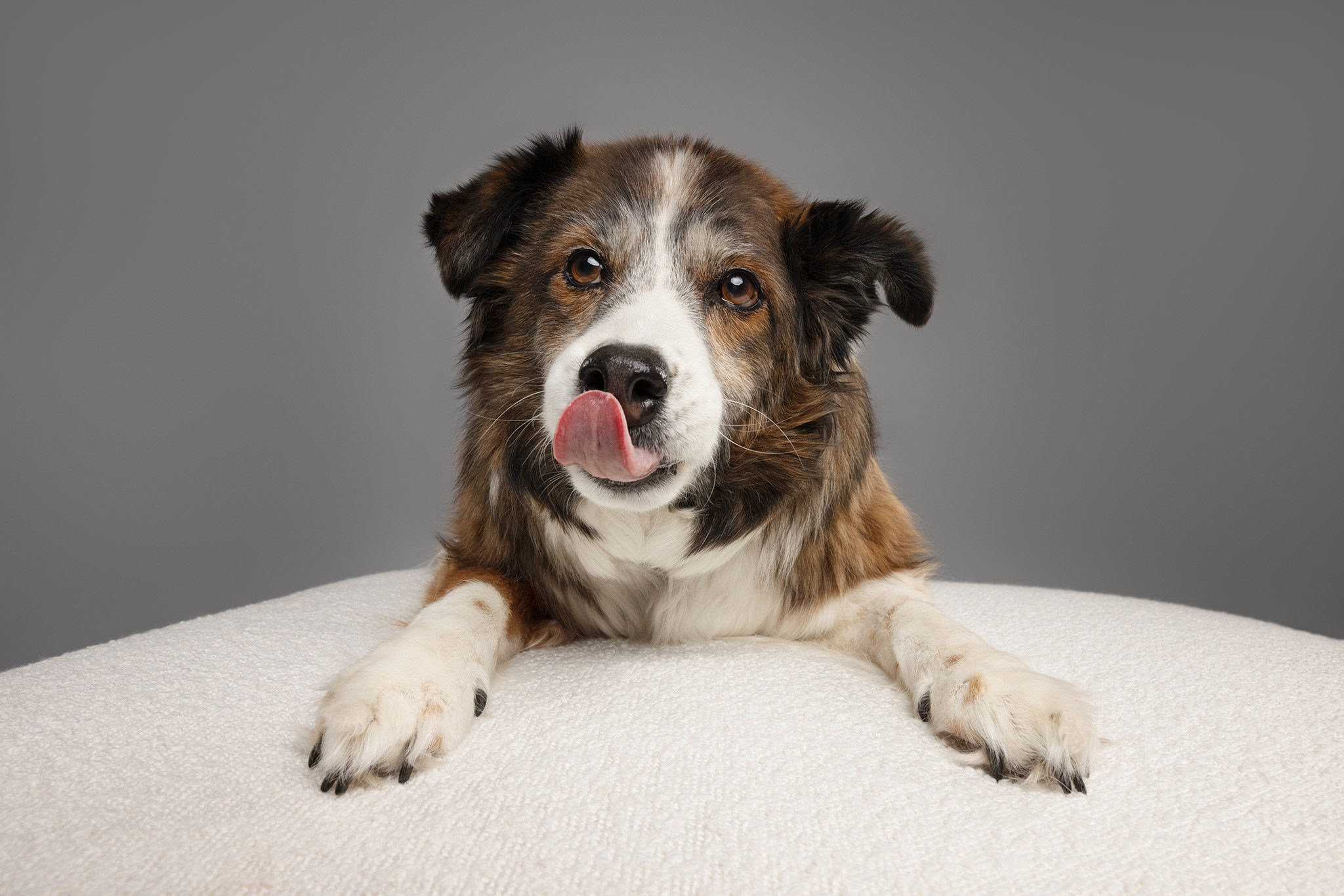 older border collie on a gray background tongue out