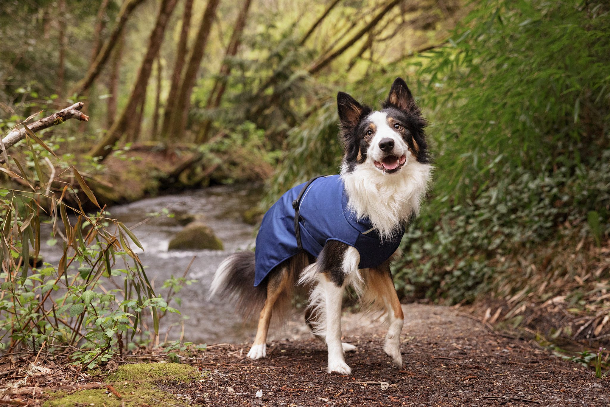 border collie in goldpaw rain coat