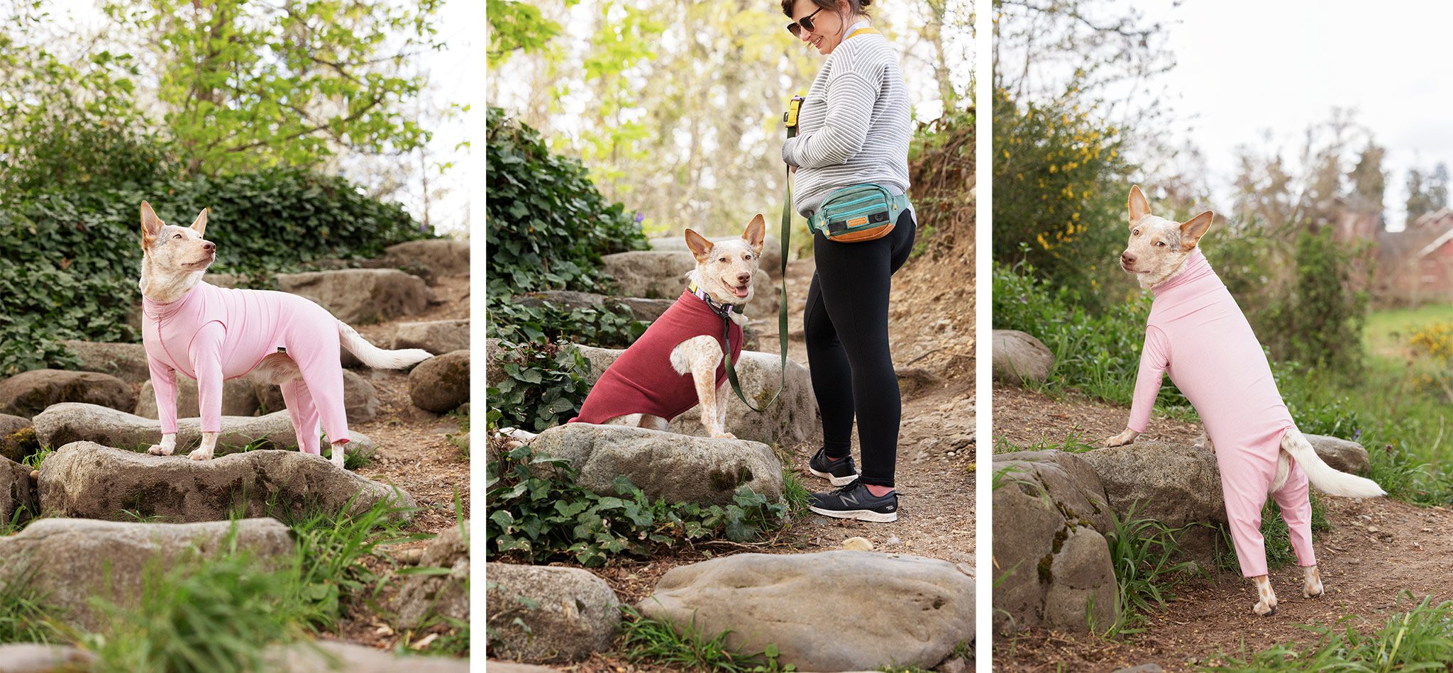 cattle dog wearing gold paw sun tee with legs and maroon fleece outdoors on stone steps
