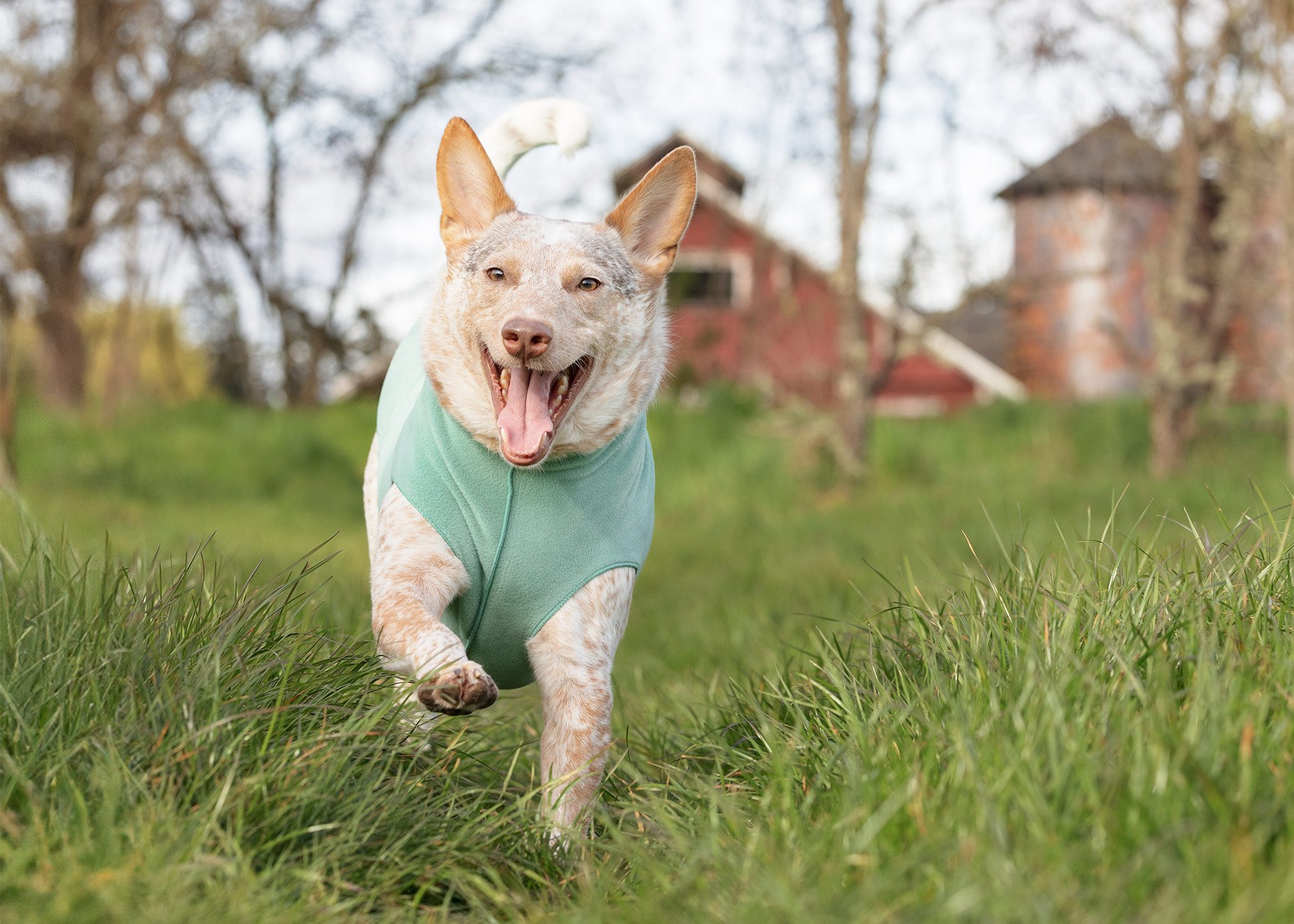 cattle dog wearing goldpaw fleece running in a field