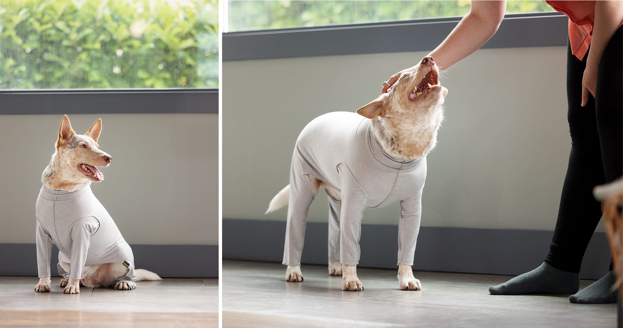australian cattle dog in gray onesie